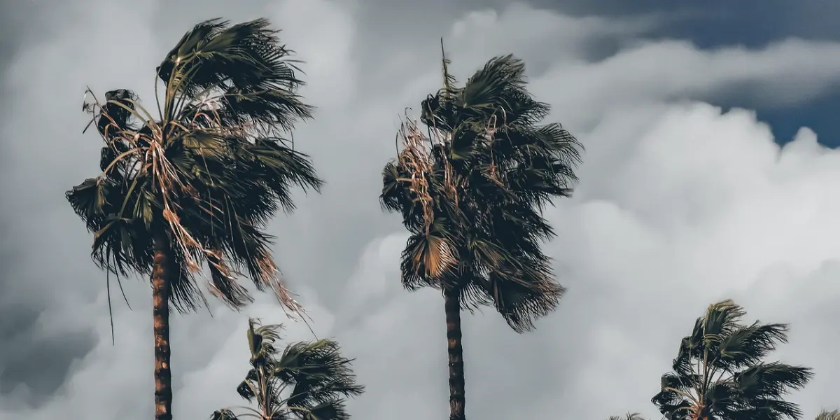 Palme selvagge di William Faulkner